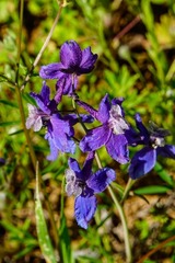 Delphinium variegatum