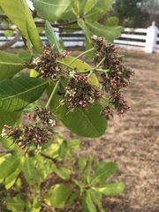 Anacardium occidentale image