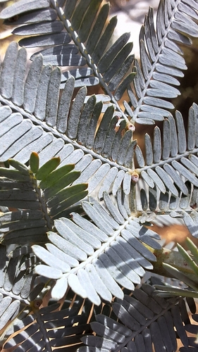 Acacia baileyana