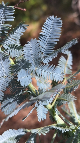 Acacia baileyana