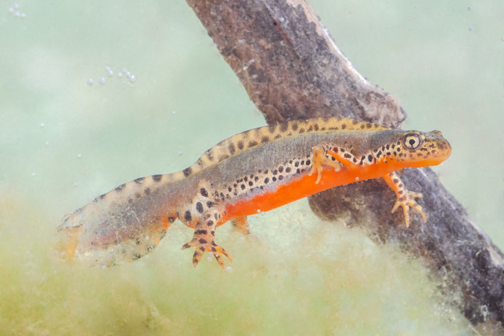 Alpine Newt