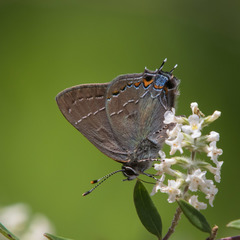 Satyrium favonius autolycus
