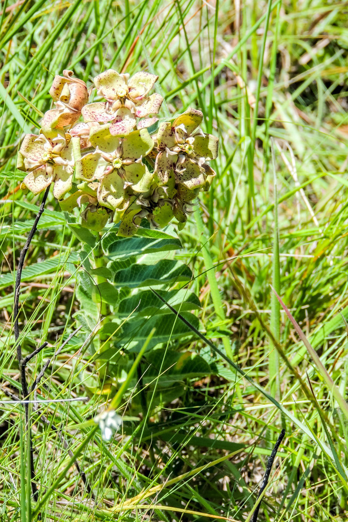 Pachycarpus mckenii