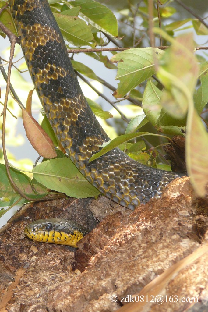 Korean Ratsnake