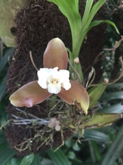 Lycaste