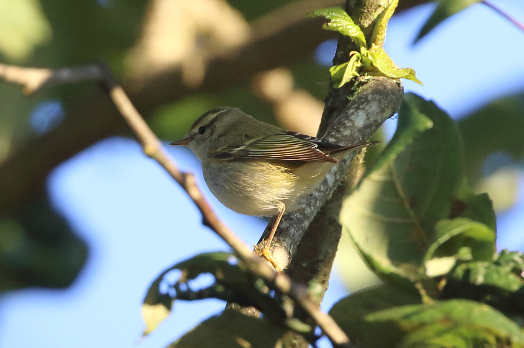 Yellow-browed Warbler