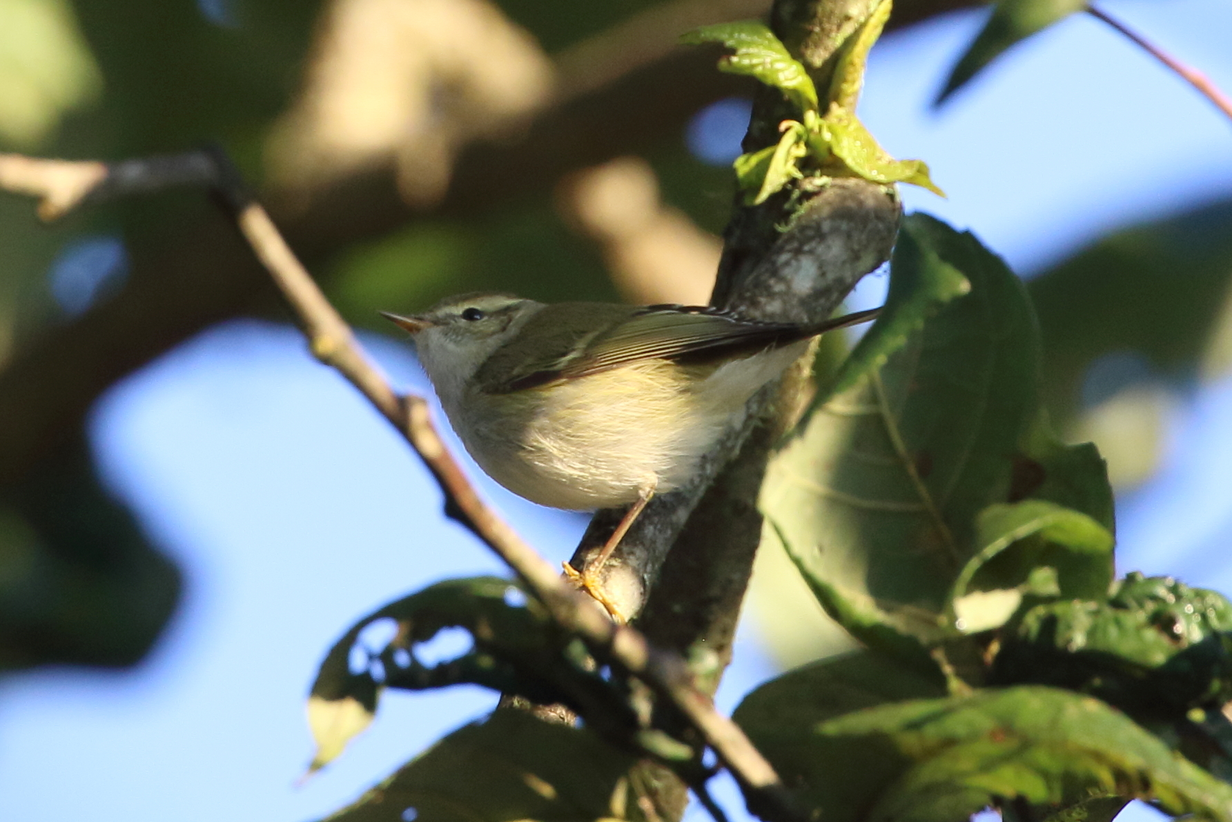 Yellow-browed Warbler