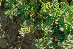 Acmispon wrangelianus