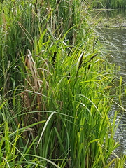 Carex acutiformis