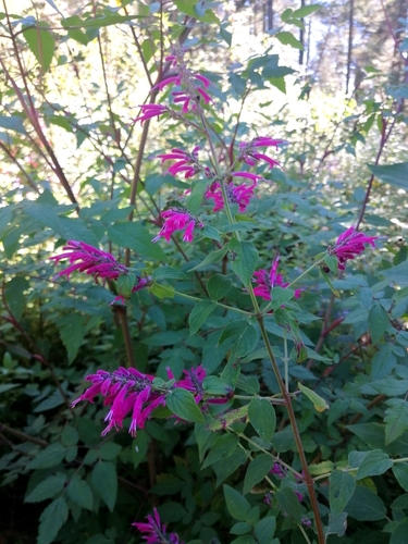 Image of Salvia iodantha by (c) Erick Vélez Sánchez, some rights reserved (CC BY)