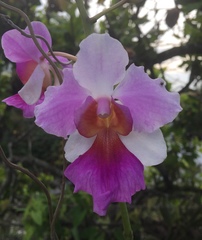 Orchidaceae