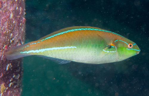 Stethojulis interrupta