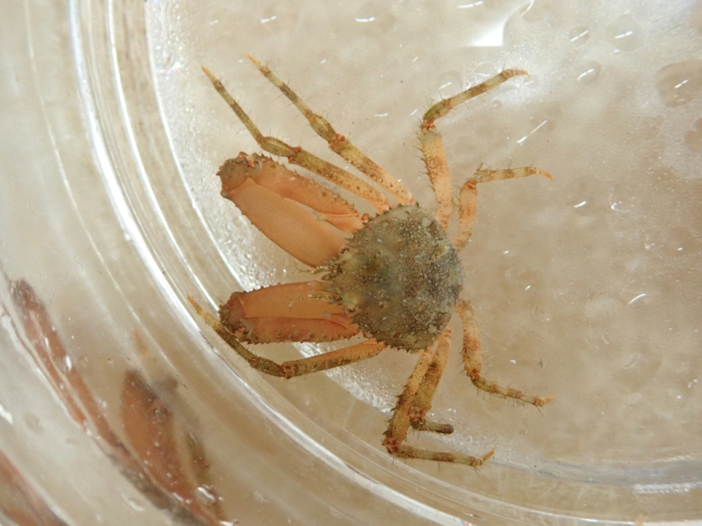 crevice spider crab
