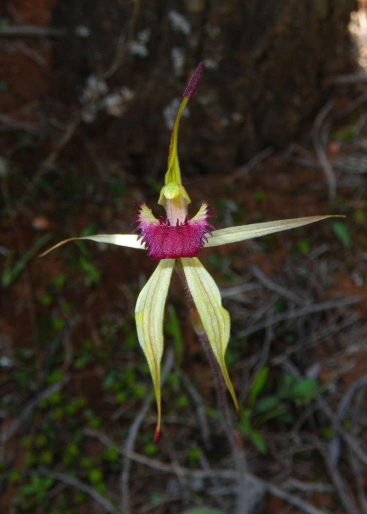 Caladenia stellata