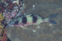Parupeneus crassilabris