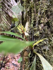 Peperomia pernambucensis, photograph (c) Jason Alexander, some rights reserved (CC BY)