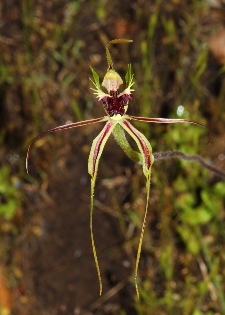 Caladenia subglabriphylla