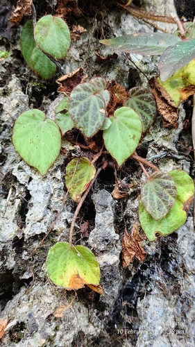 Begonia klemmei