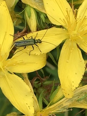 Oedemera lurida