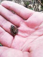 Pristimantis actites