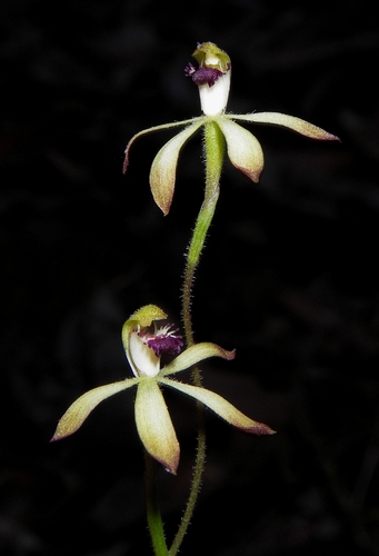 Honey Caladenia (Caladenia testacea)