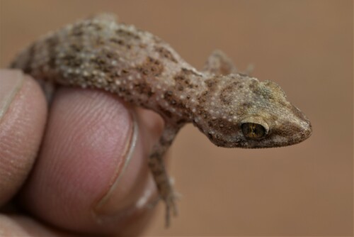 Southern Tuberculated Gecko