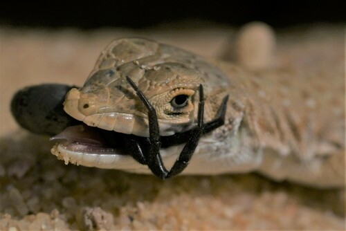Blanford's Short-nosed Desert Lizard
