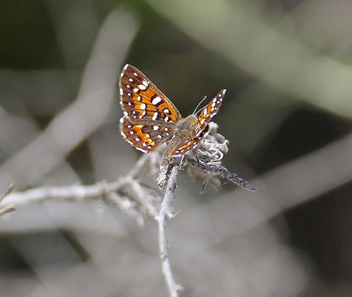 Photo of Behr's Metalmark (Apodemia virgulti)