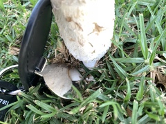 Coprinus comatus