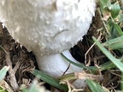 Coprinus comatus
