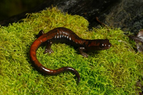 La Palma Salamander, Bolitoglossa subpalmata