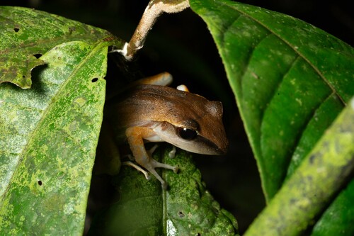 Noble's Robber Frog, Craugastor noblei