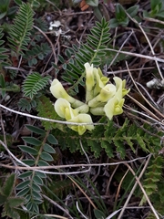 Astragalus fragrans