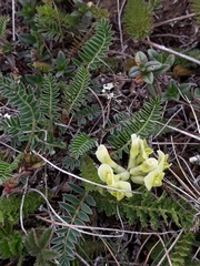 Astragalus fragrans