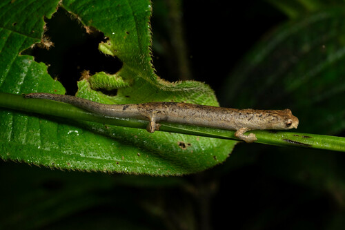 La Loma Salamander, Bolitoglossa colonnea