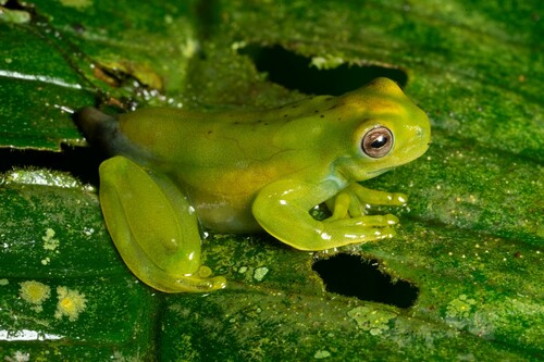 Palmer's Treefrog, Hyloscirtus palmeri