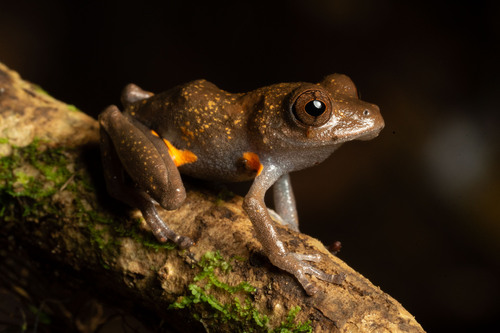 Mountain Robber Frog, Pristimantis altae