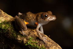 Coral-spotted Robber Frog