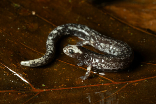 Los Diamantes Worm Salamander, Oedipina carablanca