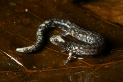Los Diamantes Worm Salamander photo 2