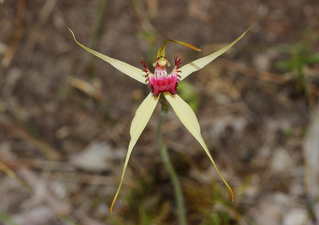 Caladenia viridescens