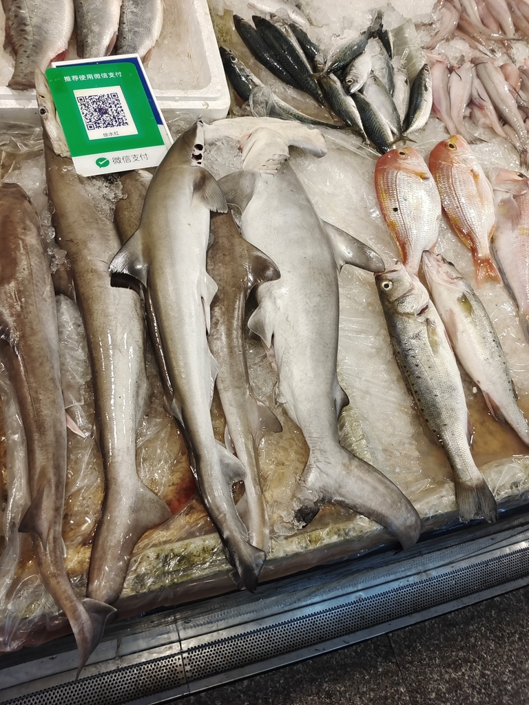 Pacific Spadenose Shark in August 2022 by 李博恒. 左 left · iNaturalist