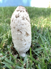 Coprinus comatus