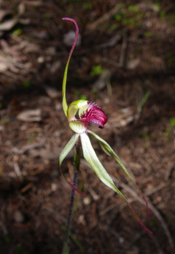 Caladenia whiteheadii