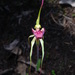 Caladenia whiteheadii - Photo (c) Lachlan Copeland, some rights reserved (CC BY-NC), uploaded by Lachlan Copeland