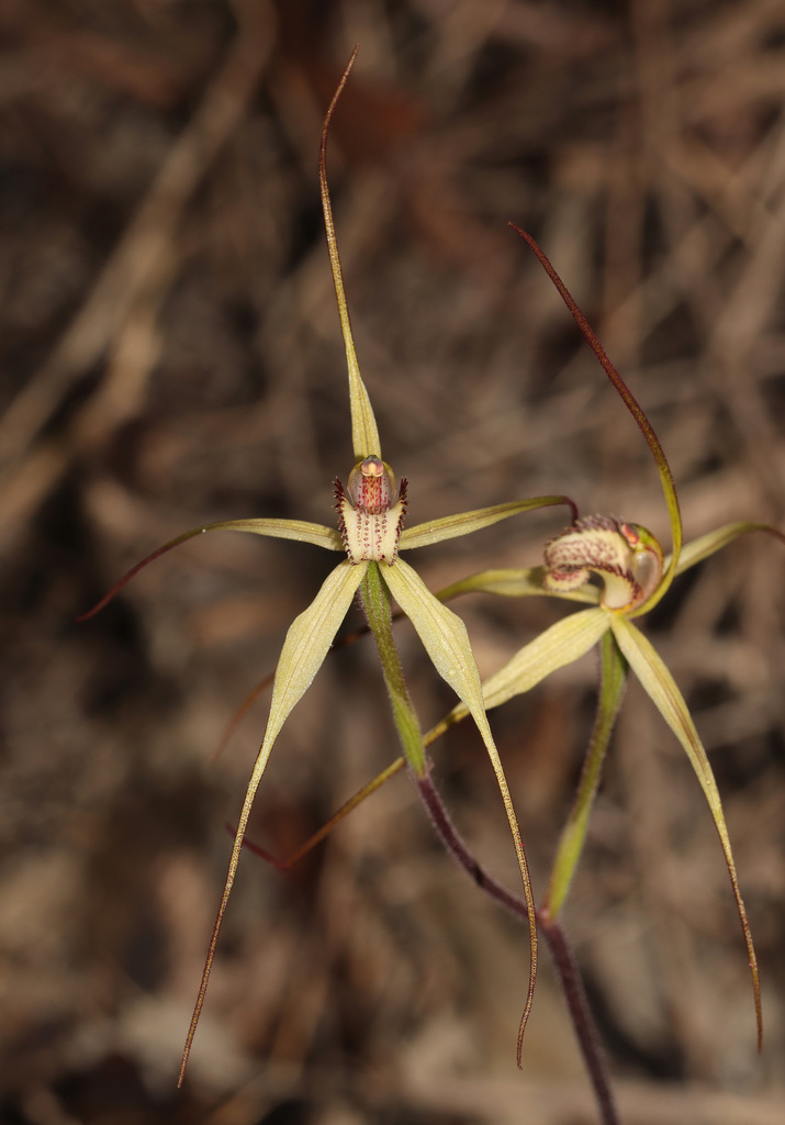 Caladenia zephyra