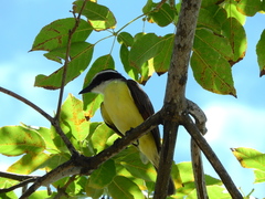 Pitangus sulphuratus