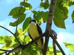 Pitangus sulphuratus
