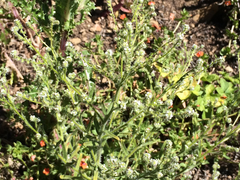 Cryptantha microstachys