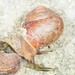 Acusta tourannensis - Photo (c) Dennis Rabeling, algunos derechos reservados (CC BY-NC-ND), subido por Dennis Rabeling